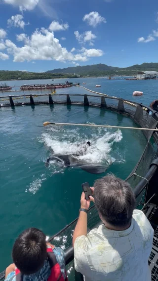 🐠
2024年も今日で終わりということで
今年のツアーを振り返ってみました
たくさんのご参加ありがとうございました😊
定置網や海上生簀など、普段行くことが出来ない場所で
沖縄の海の生き物を実際に見てその魅力に触れていただく
ツアーを行っております🫡
来年も「ここでしかできない感動体験」をお届けするべく
頑張っていきます✨
皆様良いお年をお迎えください✨
ーーーーーーーーーーーーーーーーーーーーーーーーーーー
ここでしか体験できない！大迫力の感動体験
OSCでは沖縄の海の魅力を体感することができるプログラムを複数実施しています！！🐟🐠✨
■やんばるタッチプール&飼育体験
■マンタシュノーケル
■マンタやサメの飼育観察体験ツアー
■やんばる定置網体験
ーーーーーーーーーーーーーーーーーーーーーーーーーーー
#沖縄 #沖縄観光 #体験プログラム #アクティビティ #定置網漁 #定置網漁体験 #OSC #おきなわさかなカンパニー #おきなわさかな #Okinawa #trip #Activity #sea #Okinawasakanacompany#マンタやサメの飼育観察体験ツアー#えさやり#えさやり体験#マンタ#定置網