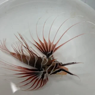 本日はお魚以外も入荷しました！
①キミオコゼ
②フウライチョウチョウウオ
③トゲチョウチョウウオ
④ヒレナガハギ
⑤オトヒメエビ
⑥ナミハタ
⑦クモガイ
