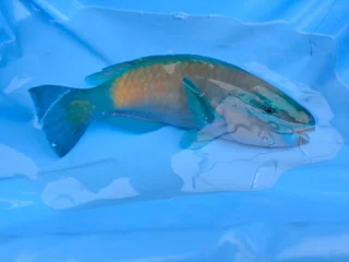 本日はとてもカラフルなブダイ🐟️達がはいりました！
①ハゲブダイ
②オオモンハゲブダイ
③シャゴウ
ーーーーーーーーーーーーーーーーーーーーーーーーーーーーーーーーーーー
沖縄の海の魅力を体感することができるプログラムを複数実施しています！！🐟🐠✨

■やんばる定置網体験
■マンタシュノーケル
■マンタやサメの飼育観察体験ツアー
■飼育体験＆タッチプール
ーーーーーーーーーーーーーーーーーーーーーーーーーーーーーーーーーーー
#沖縄 #沖縄観光 #沖縄観光 #体験プログラム #アクティビティ #OSC #沖縄観光 #体験プログラム #アクティビティ #OSC #Okinawa #Okinawa #trip #Activity #sea #Okinawasakanacompany