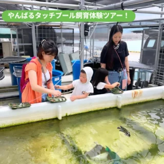 本日のやんばるタッチプール＆飼育体験ツアーの様子🐟️
沖縄の海の生き物たちに見て・触って・知ることができる体験型プログラムで餌やりもできちゃいます！

OSCのホームページには各ツアーの体験記も載ってますので、ご予約の参考にしてみてください🐟️🐟️！

ーーーーーーーーーーーーーーーーーーーーーーーーーーー

ここでしか体験できない！大迫力の感動体験

OSCでは沖縄の海の魅力を体感することができるプログラムを複数実施しています！！🐟🐠✨

ご予約はプロフィールのURLから🙆‍♀️

■やんばるタッチプール&飼育体験

■マンタシュノーケル

■マンタやサメの飼育観察体験ツアー

■やんばる定置網体験

ーーーーーーーーーーーーーーーーーーーーーーーーーーー

#沖縄 #沖縄観光 #体験プログラム #アクティビティ #定置網漁 #定置網漁体験#漁業体験 #OSC #おきなわさかなカンパニー #おきなわさかな #Okinawa #trip #Activity #sea #Okinawasakanacompany